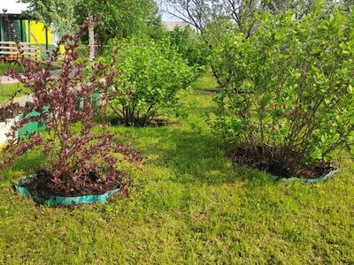 Барбарис и смородина